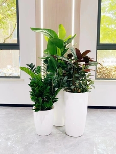 专业花木出租,点亮宁波奉化的多彩世界